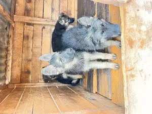 1-3 months Male Purebred German Shepherd