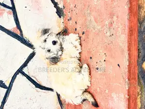 1-3 months Male Purebred Maltese