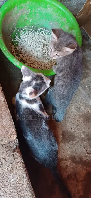 1-3 months Male Purebred Cymric