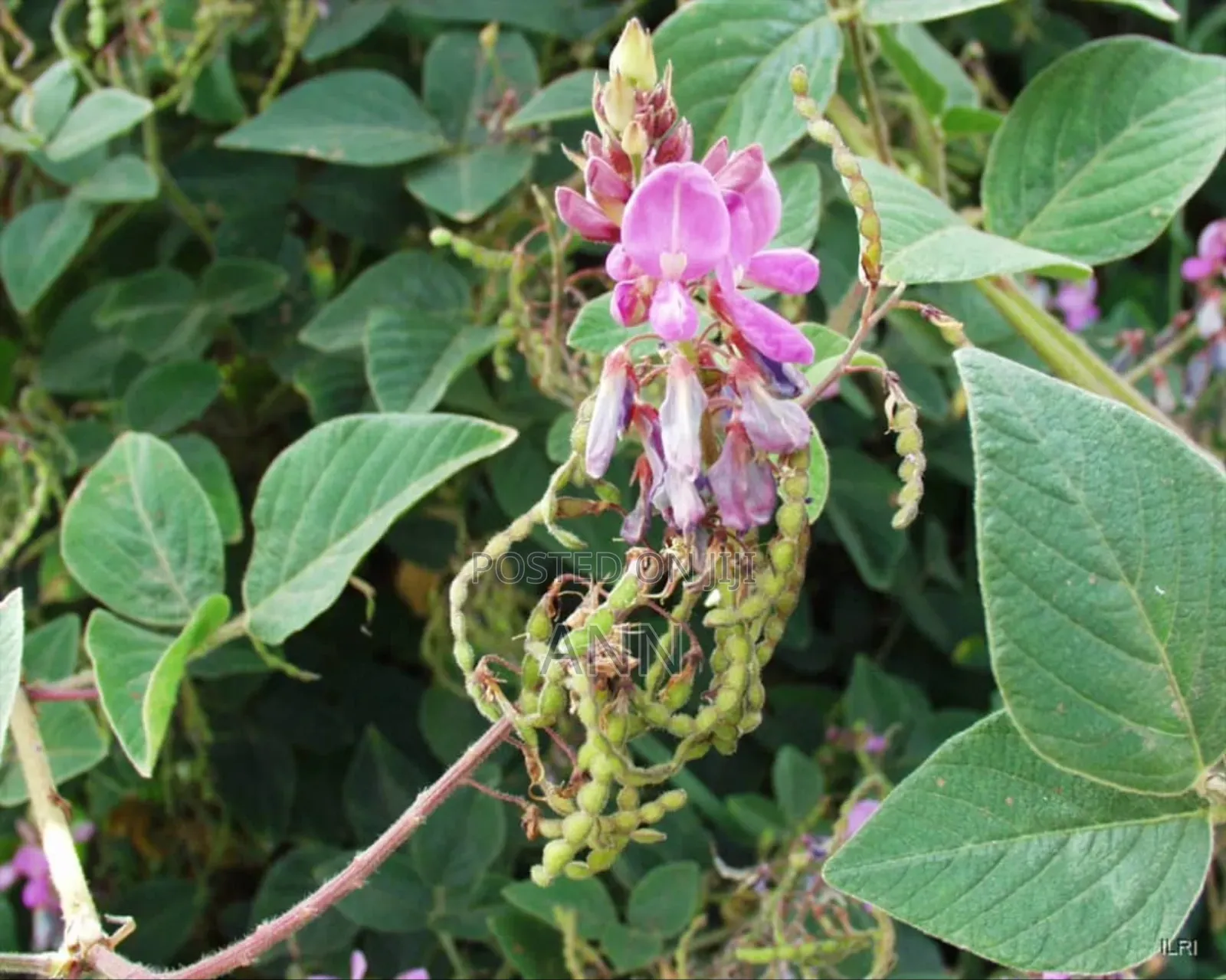 Desmodium Plant 3kgs Per Acre Spacing 2ft by 2ft