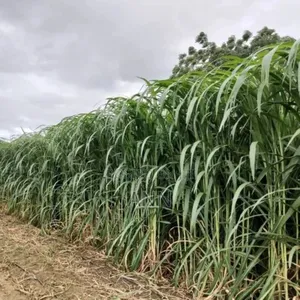 Supa Napier/Pakchong Plant 10bags Per Acre