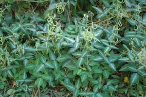 Lucerne Plant 3kgs in an Acre Spacing 2ft by 2ft