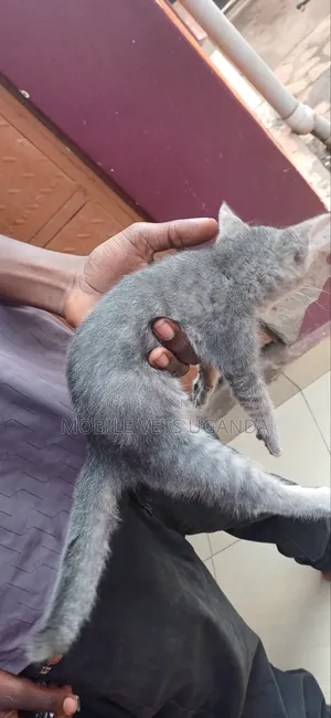 0-1 month Female Purebred Bombay