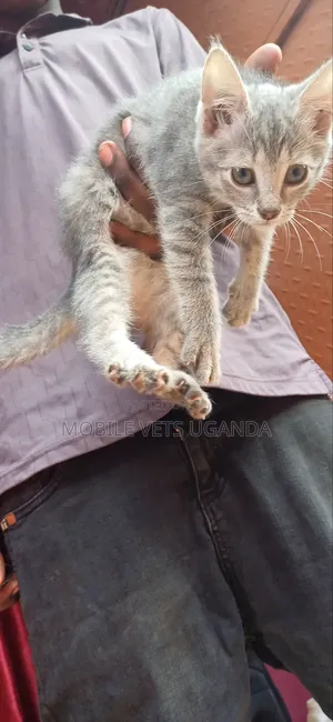 1-3 months Female Purebred Sphynx