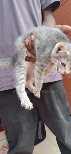 1-3 months Female Purebred Balinese