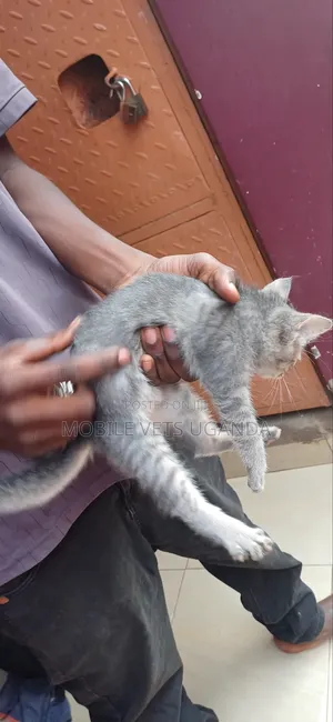 1-3 months Male Purebred American Shorthair