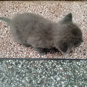 0-1 month Female Purebred Balinese