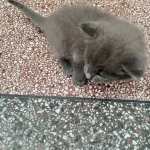 0-1 month Female Purebred Bombay