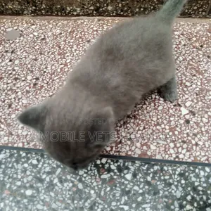 1-3 months Female Purebred Savannah
