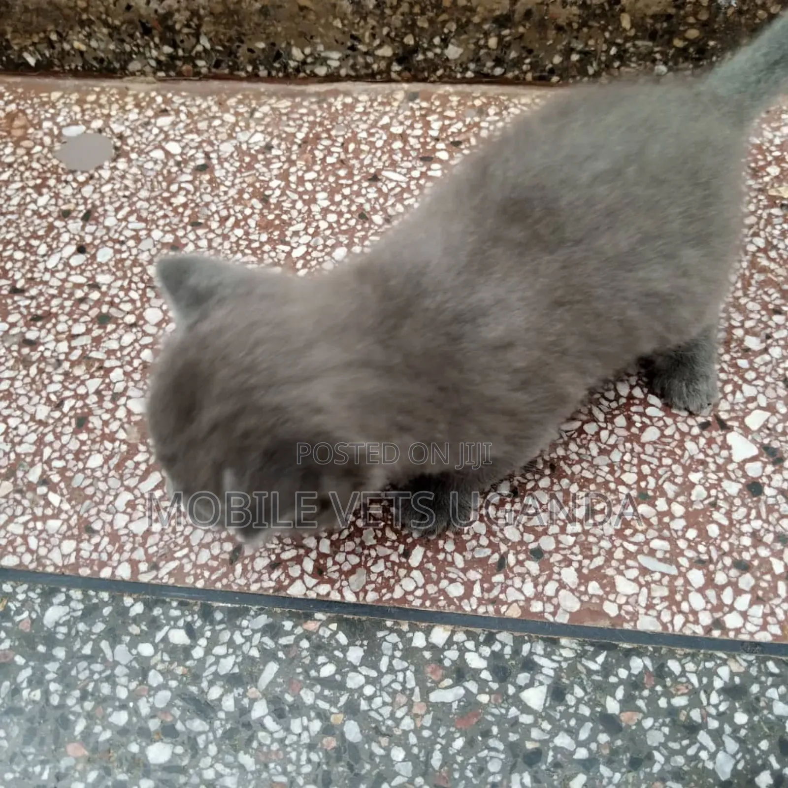0-1 month Male Purebred Tabby