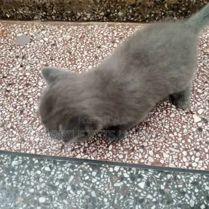 0-1 month Male Purebred Tabby