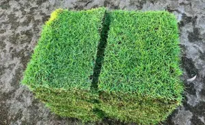 Paspalum and All Other Kinds of Grass.