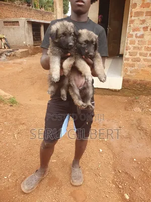 1-3 months Male Purebred German Shepherd