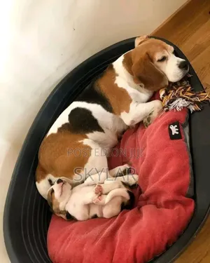 1-3 months Male Purebred Beagle