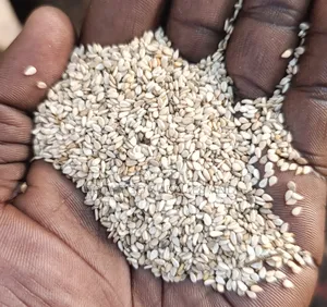Raw Sesame -Sim Sin - Seeds