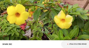 Alamanda Yellow Flowers, Sunshine in Bloom