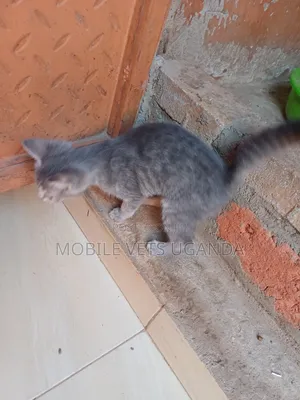 1-3 months Male Purebred Egyptian Mau