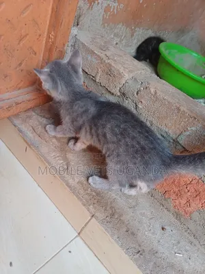 3-6 months Male Purebred American Curl