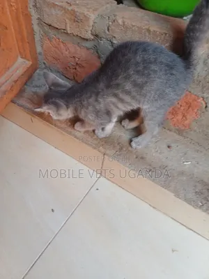 1-3 months Male Purebred Korat