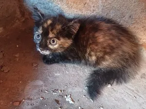 1-3 months Male Purebred Manx