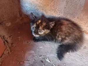 0-1 month Female Purebred British Shorthair