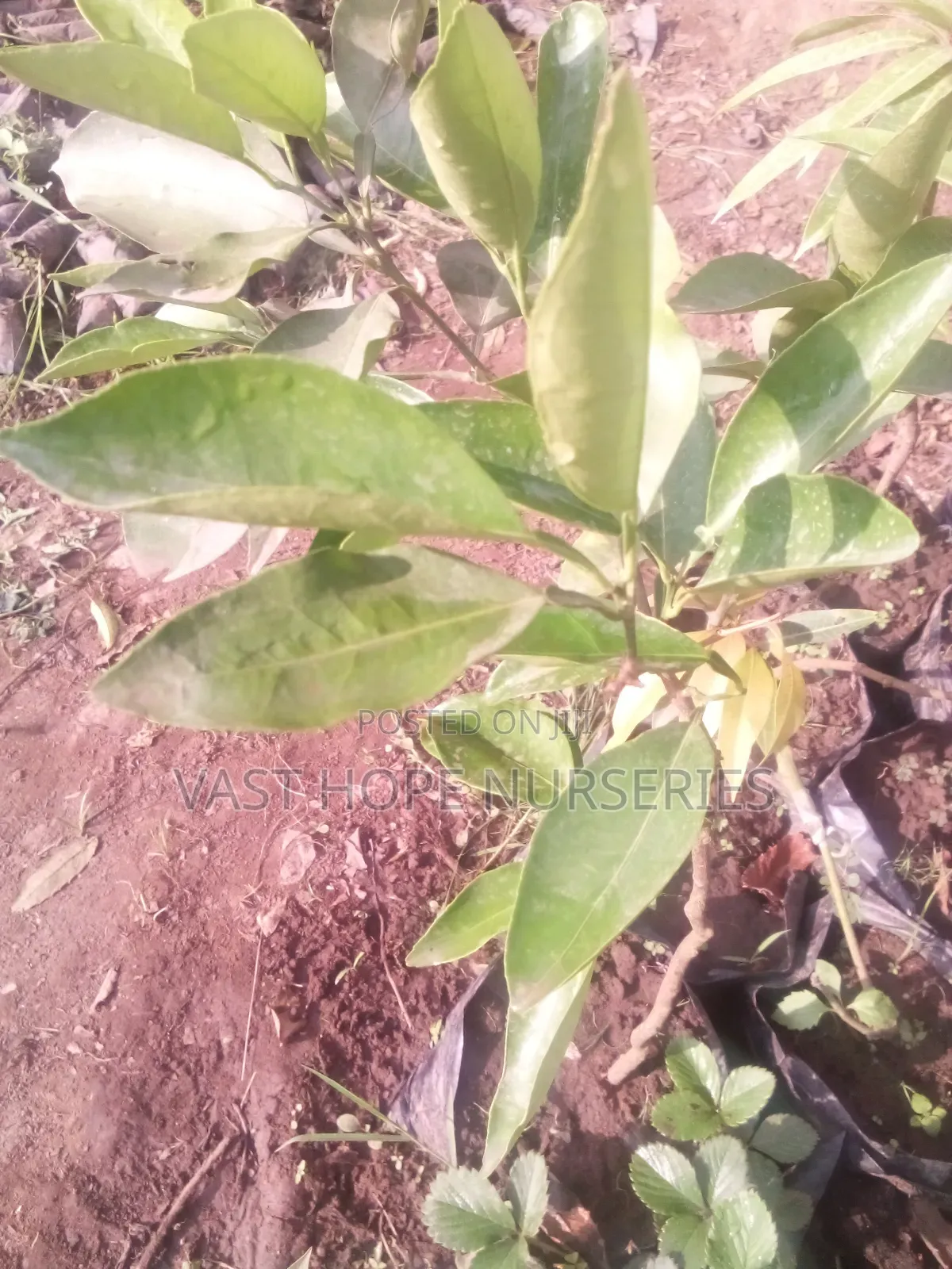 Orange Seedlings(Washington)
