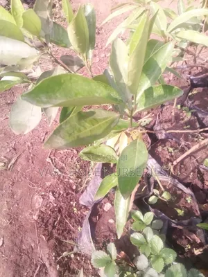Orange Seedlings(Washington)