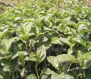 Passion Fruit Seedlings