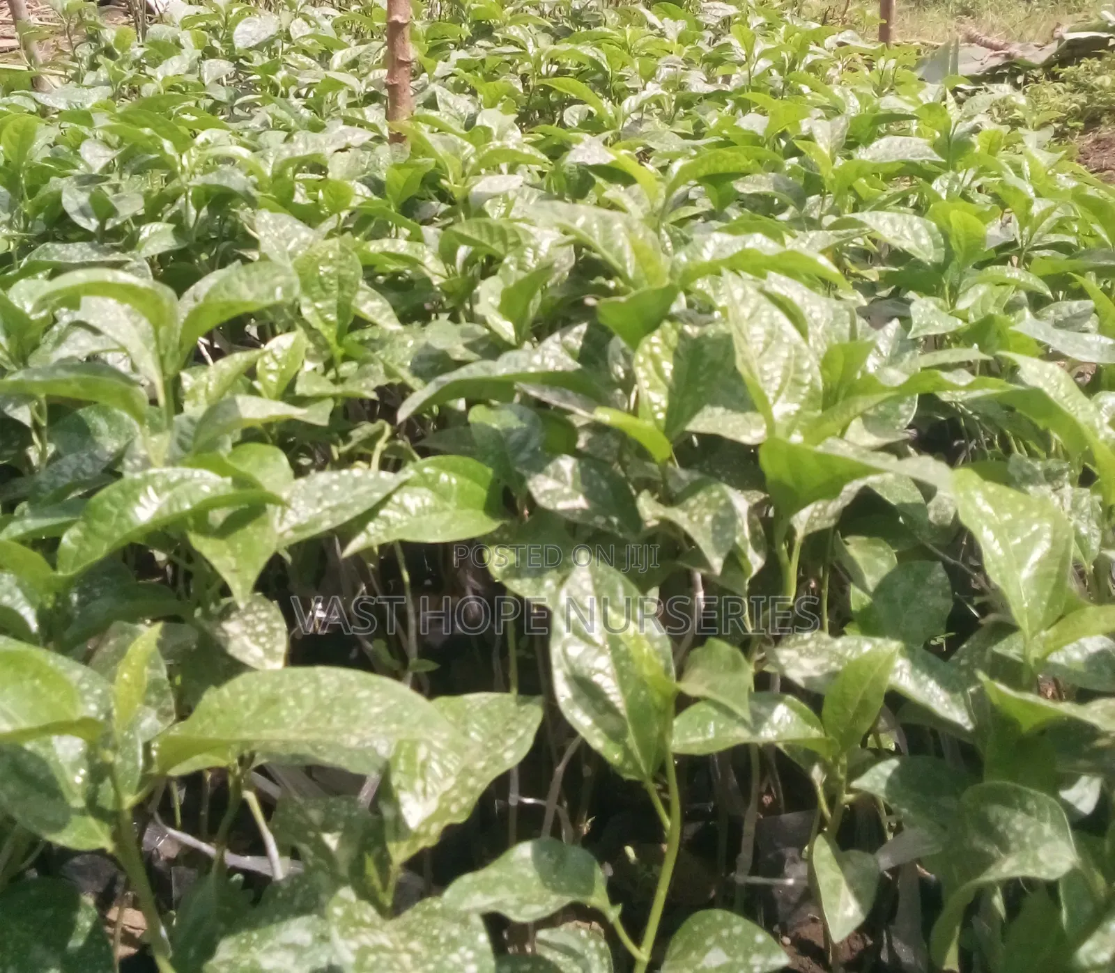 Passion Fruit Seedlings