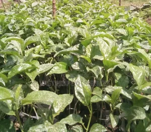Passion Fruit Seedlings