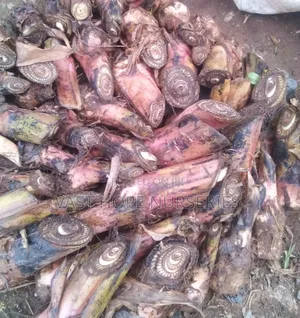 Banana Suckers for Food
