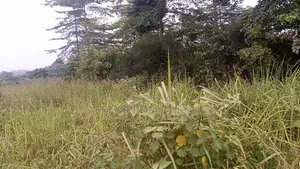8 Acres of Land in Buwama Mpigi