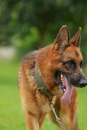 3-6 months Male Purebred German Shepherd