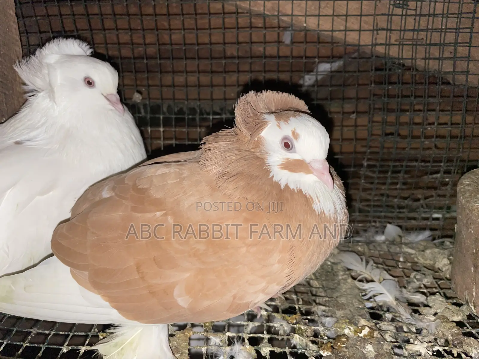 Hungarian Pigeon Pair