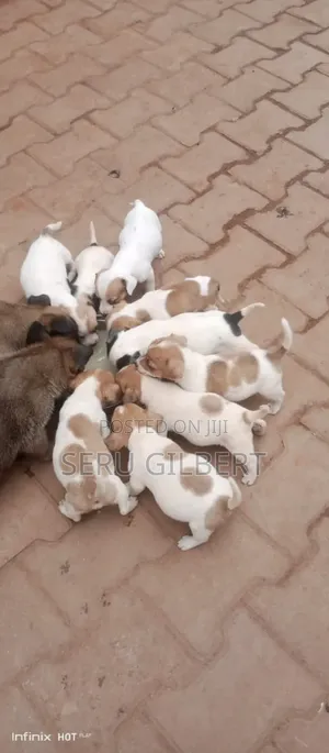 3-6 months Male Purebred Jack Russell Terrier