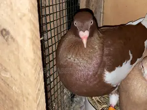 Danish Tumbler Pigeon