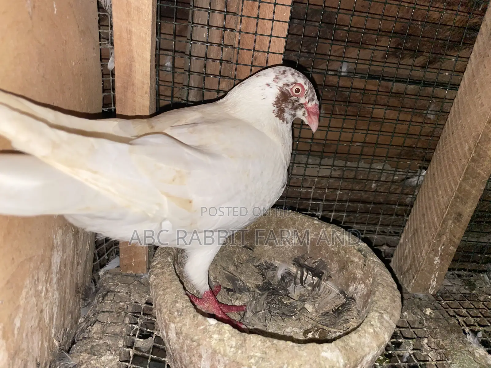 Danish Tumbler Pigeon