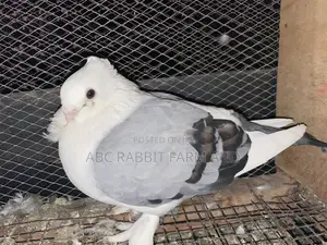 Satinette Pigeon
