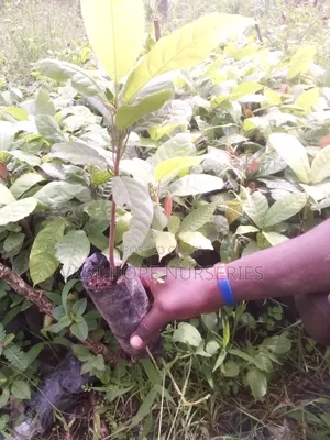 Cocoa ( Seedlings)