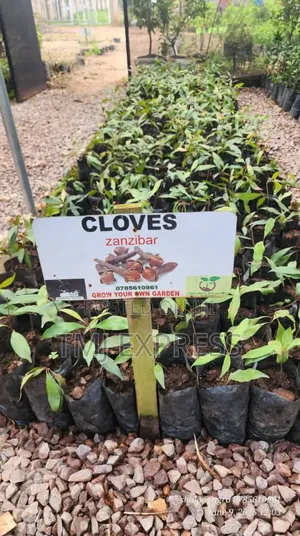 Cloves Seedlings