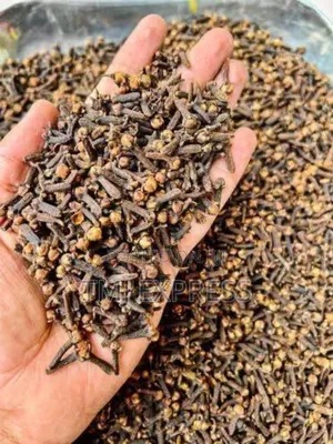 Cloves Seedlings