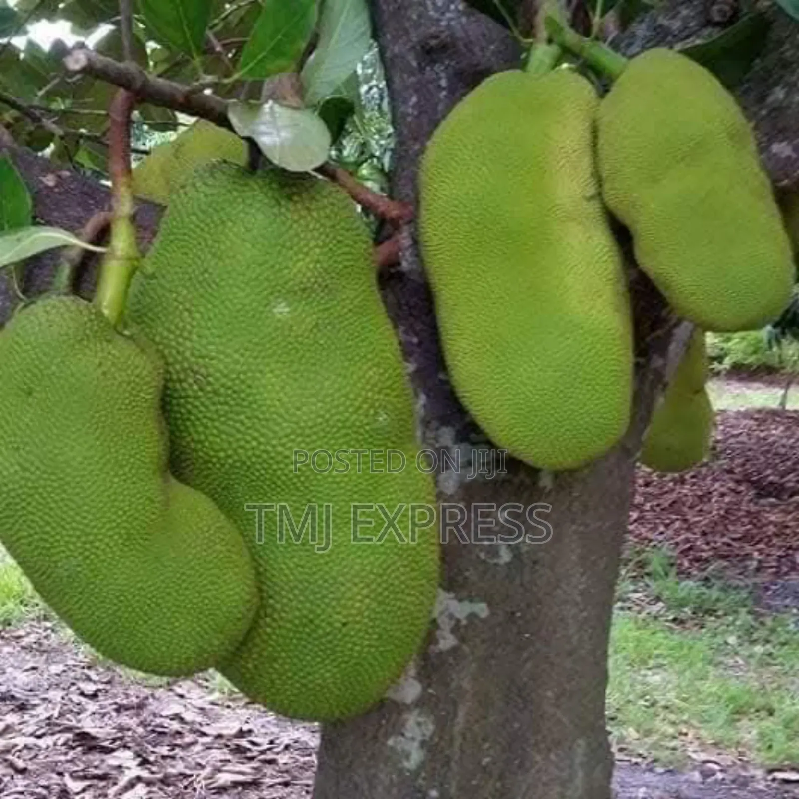 Yellow Jackfruit Seedlings