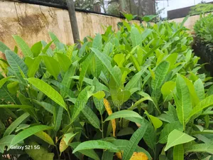 Yellow Jackfruit Seedlings
