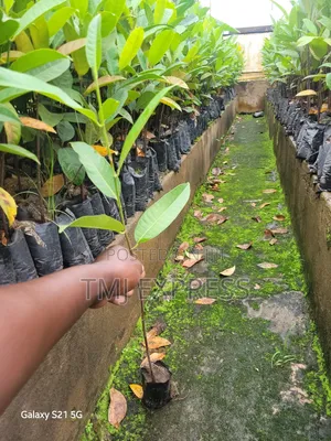 Yellow Jackfruit Seedlings