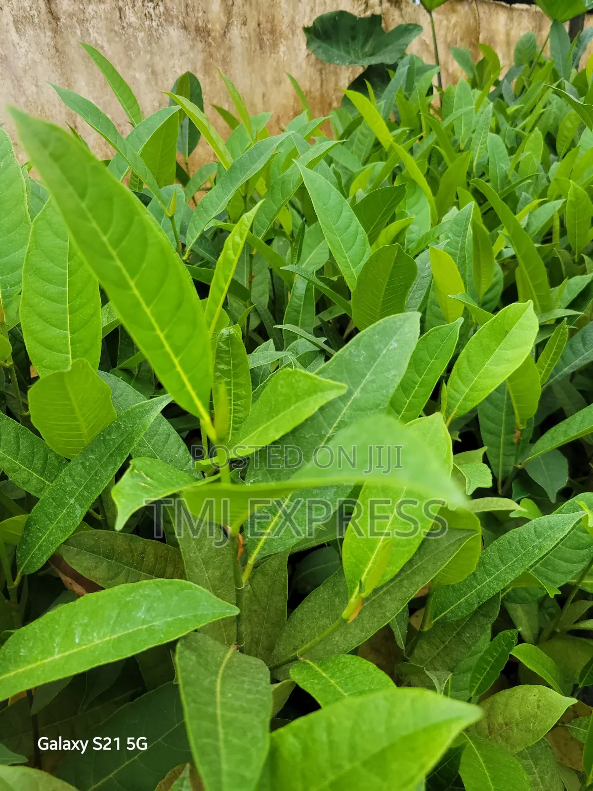 Dwarf Jackfruit Seedlings(Orange/Red Jackfruit)