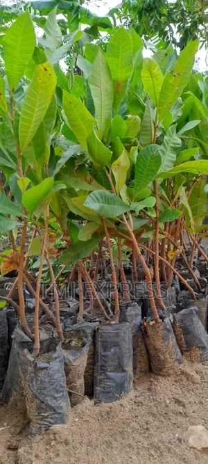 Cashew Nut Seedlings