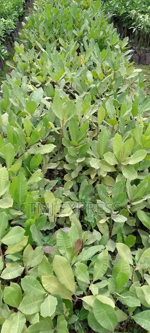 Cashew Nut Seedlings