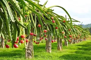 Dragon Fruit Seedlings