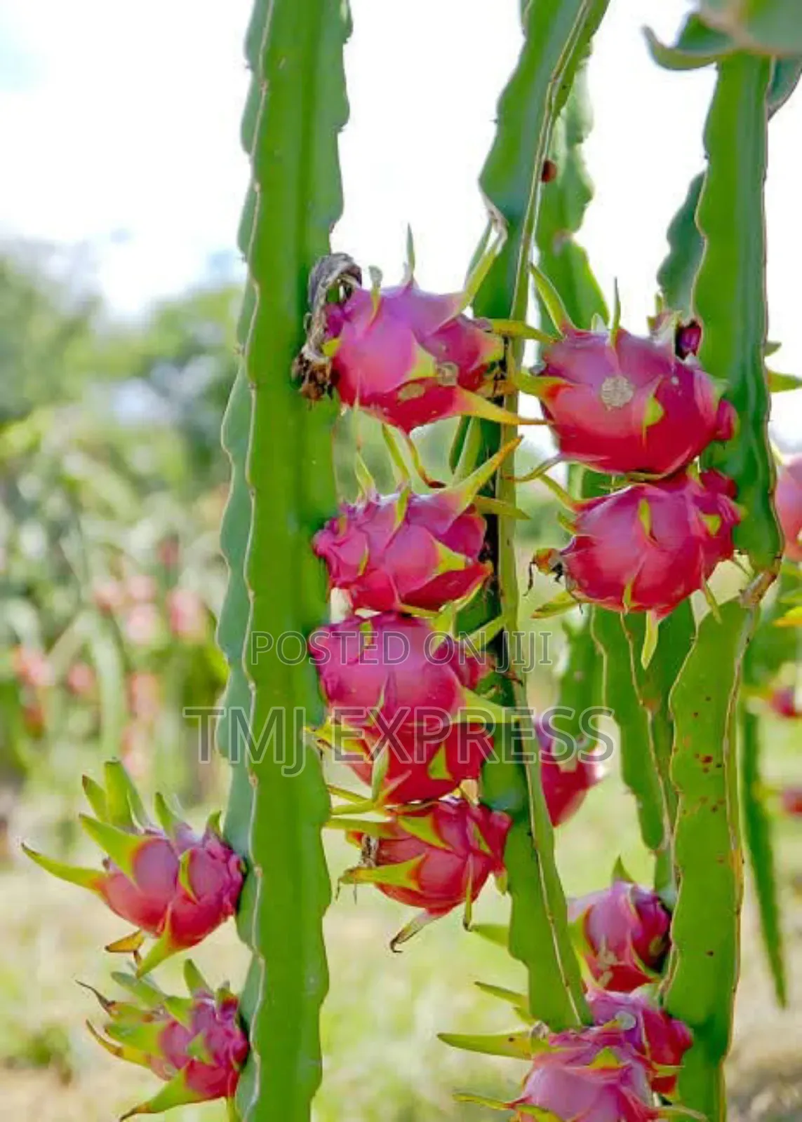 Dragon Fruit Seedlings