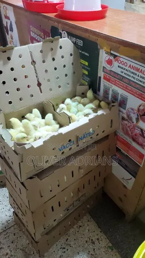 Chicks Cob 500